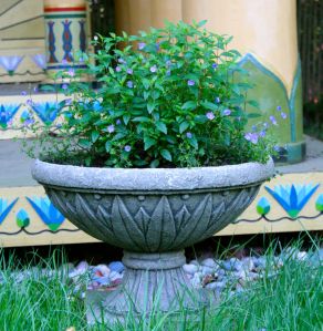 One of two lotuses planters in front of the temple; this year, we have speedwell growing, other years, it was grasses