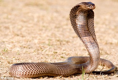 challenge #3 Egyptian-cobra