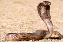 The impressive Egyptian cobra can grow to 8 ft. in length