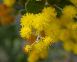 Acacia flowers are sweet smelling and look like mini suns